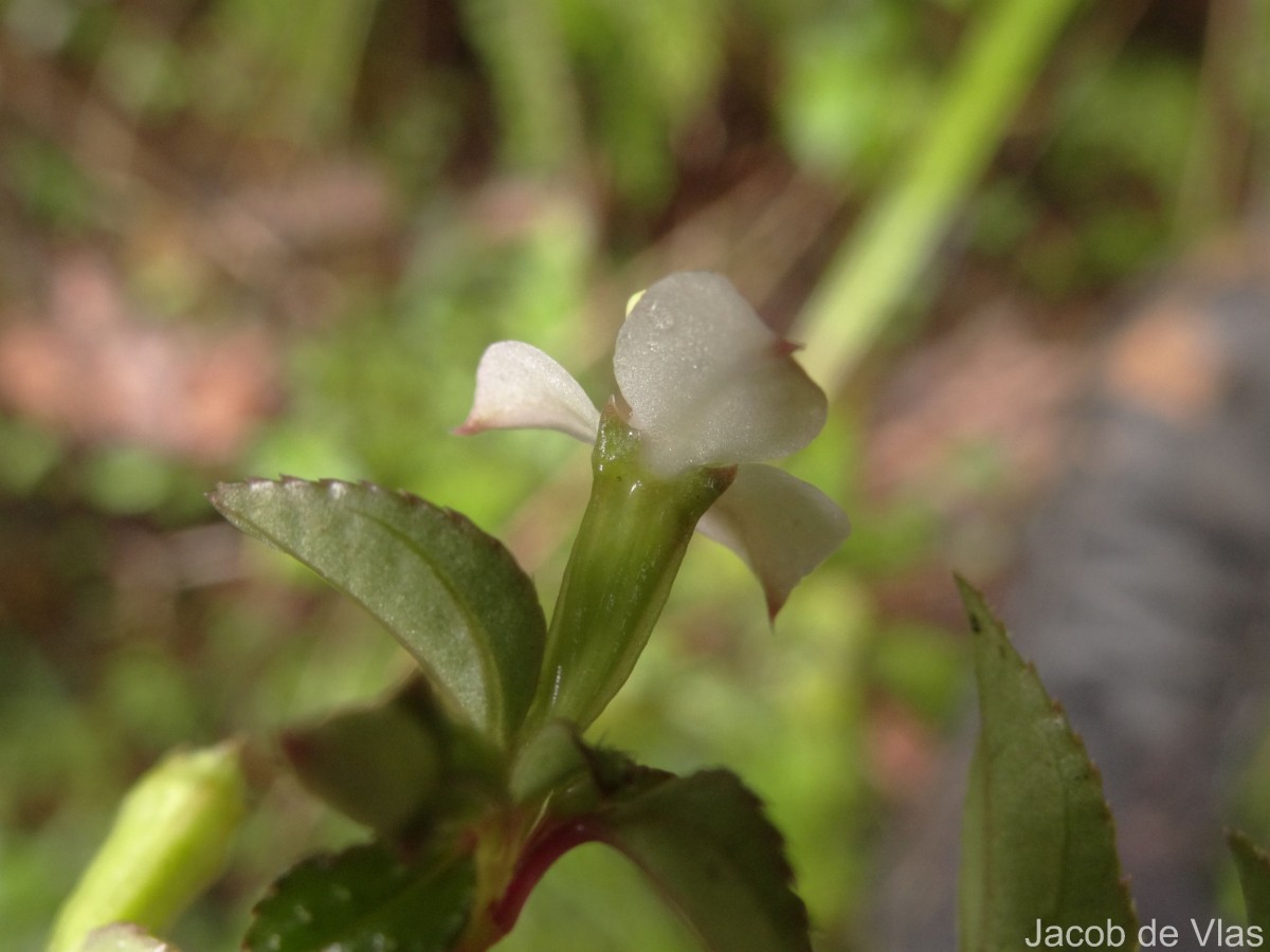 Sonerila pumila Thwaites